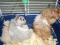 Hamster sírio